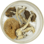 African Cubensis (Panaeolus africanus) | Shrooms Toronto Canada
