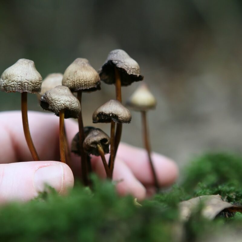 Guide to Magic Mushrooms | Shrooms Toronto Canada