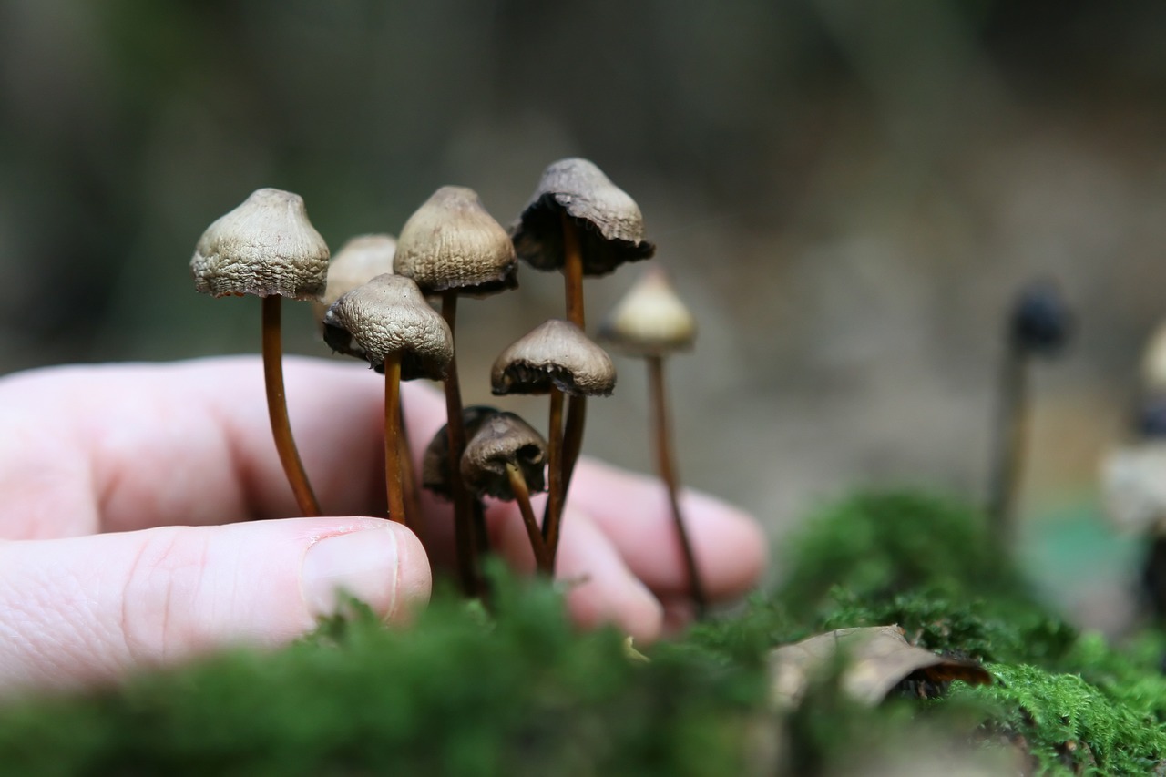 The Fungal Network for Growing Magic Mushrooms