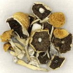 Penis Envy Cubensis | Shrooms Toronto Canada