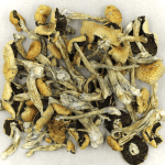 Puerto Rican | Shrooms Toronto Canada