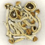 Texas Yellow Cap | Shrooms Toronto Canada