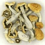 Vietnamese | Shrooms Toronto Canada