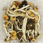 Cuban | Shrooms Toronto Canada