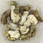 White Burma | Shrooms Toronto Canada