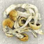 Chitwan Nepal | Shrooms Toronto Canada