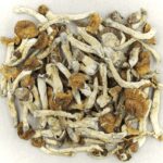 Florida White | Shrooms Toronto Canada