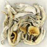 Treasure Coast | Shrooms Toronto Canada