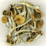 Mexicana | Shrooms Toronto Canada