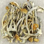 Amazonian Cubensis | Shrooms Toronto Canada