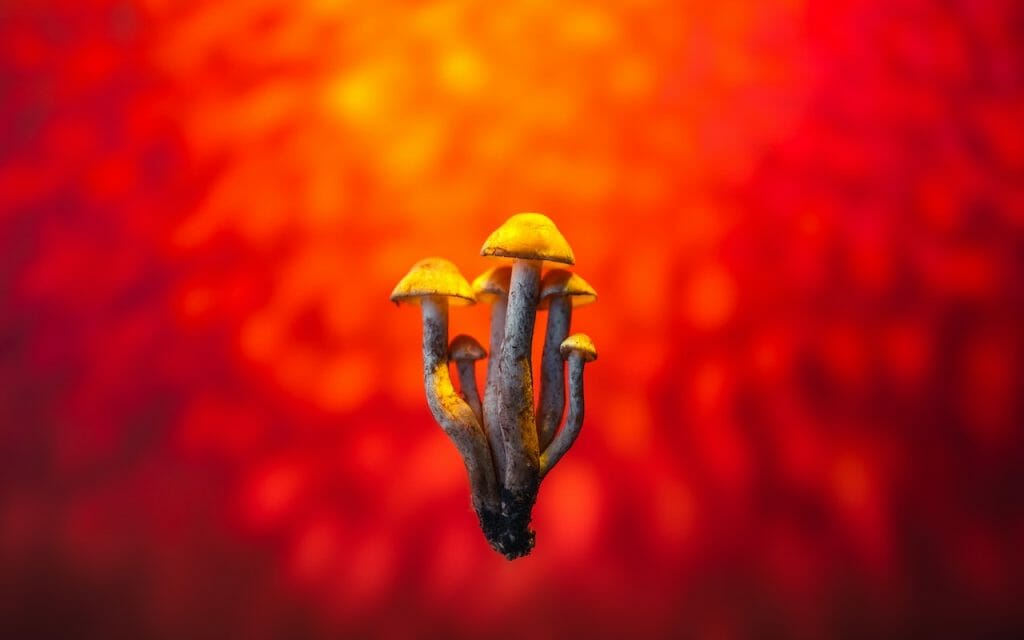 Investigating the Psychedelic Potential of LSD Edibles lsd edibles