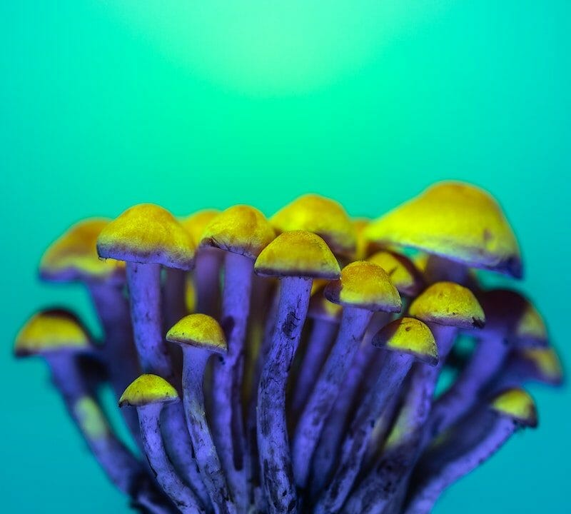 LSD Edibles | Shrooms Toronto Canada