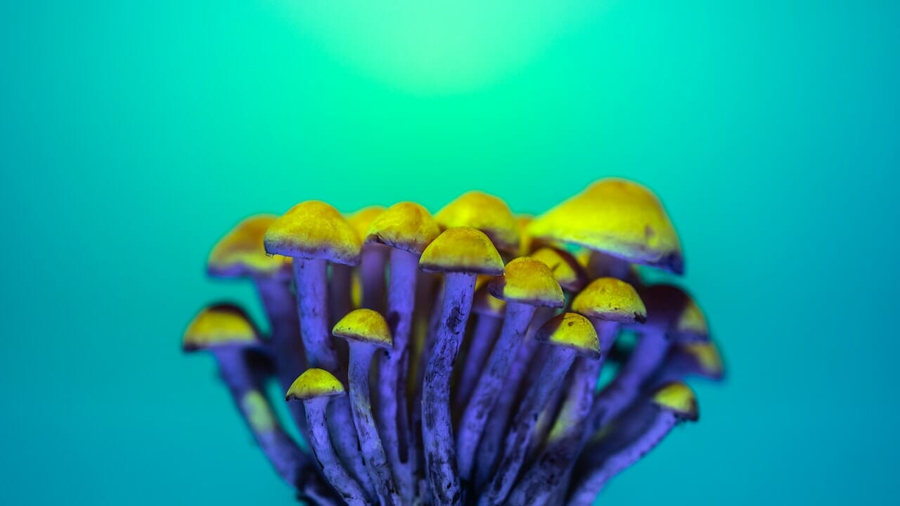Exploring the Chemistry of Psychedelics: The Potential of LSD-infused Edibles
