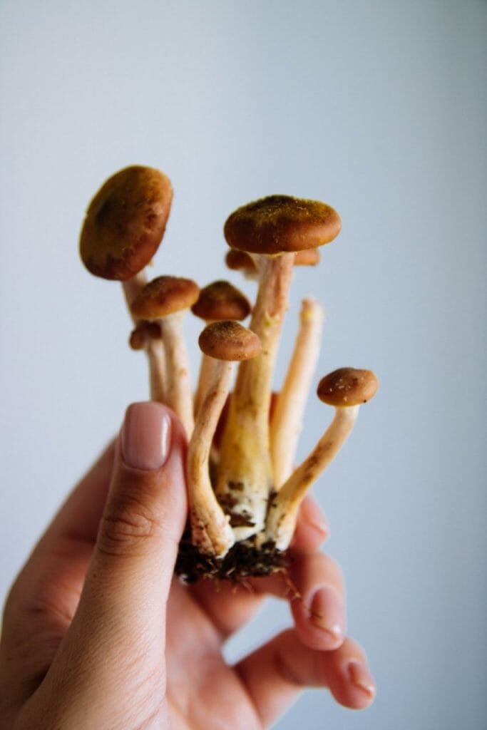 The Multiple Benefits of Magic Mushrooms Beyond Physical Health Mushroom dispensary benefits