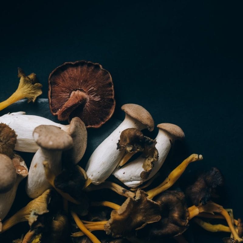 Dried Shrooms | Shrooms Toronto Canada