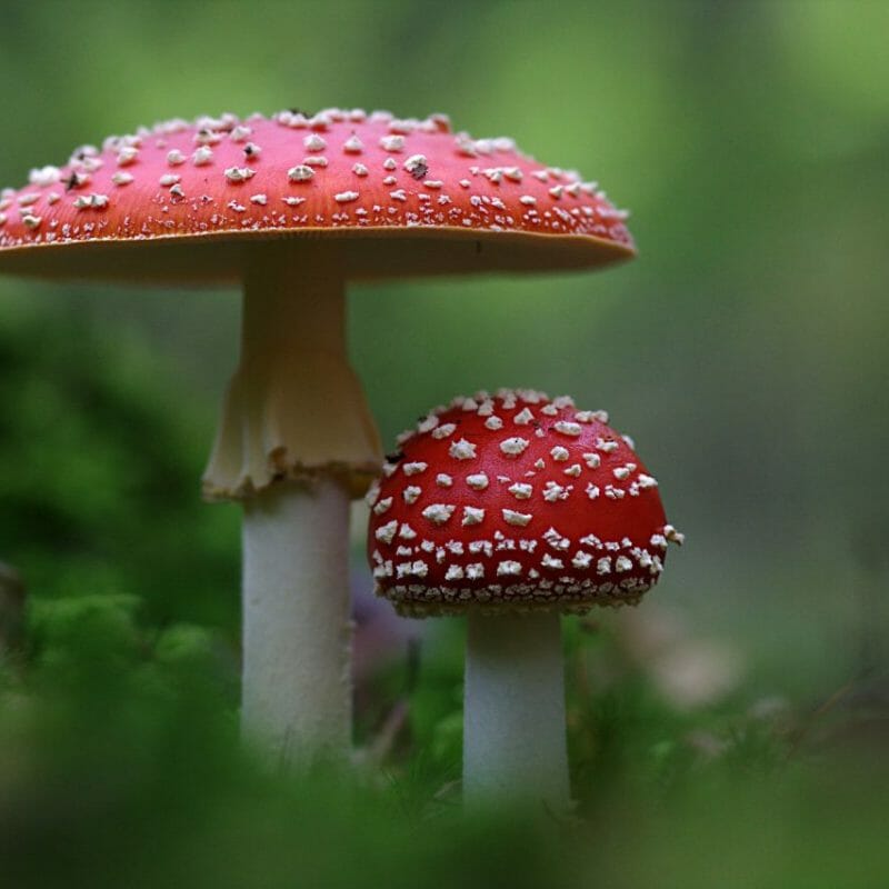 Magic Mushrooms Canada | Shrooms Toronto Canada