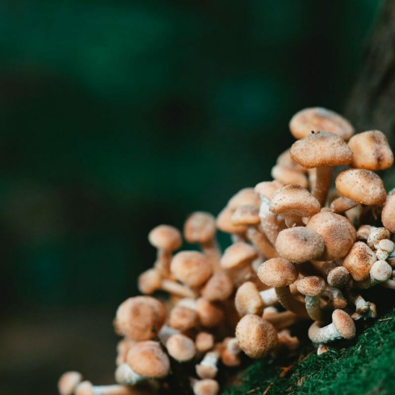 Mushroom Dispensary - Zoomies | Shrooms Toronto Canada