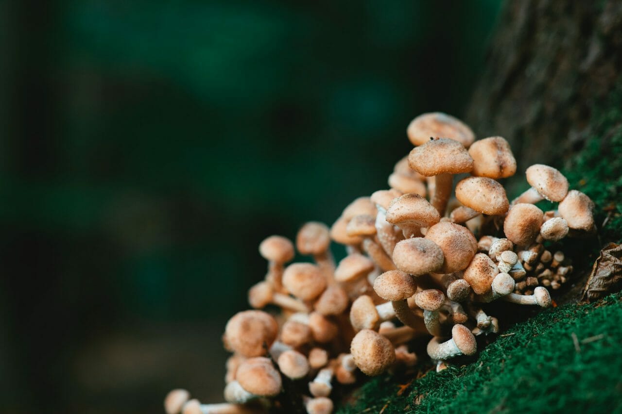 Exploring Mushroom Dispensary’s Solutions for Depression Treatment