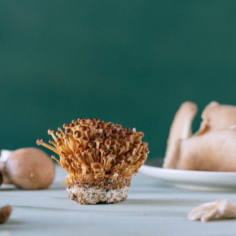 Buy Magic Mushroom | Shrooms Toronto Canada