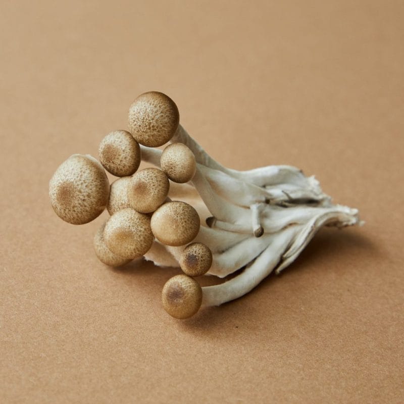 strongest mushroom strain | Shrooms Toronto Canada