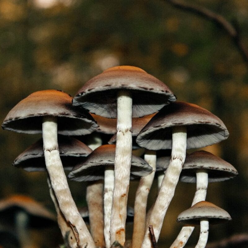 Microdose Mushrooms | Shrooms Toronto Canada