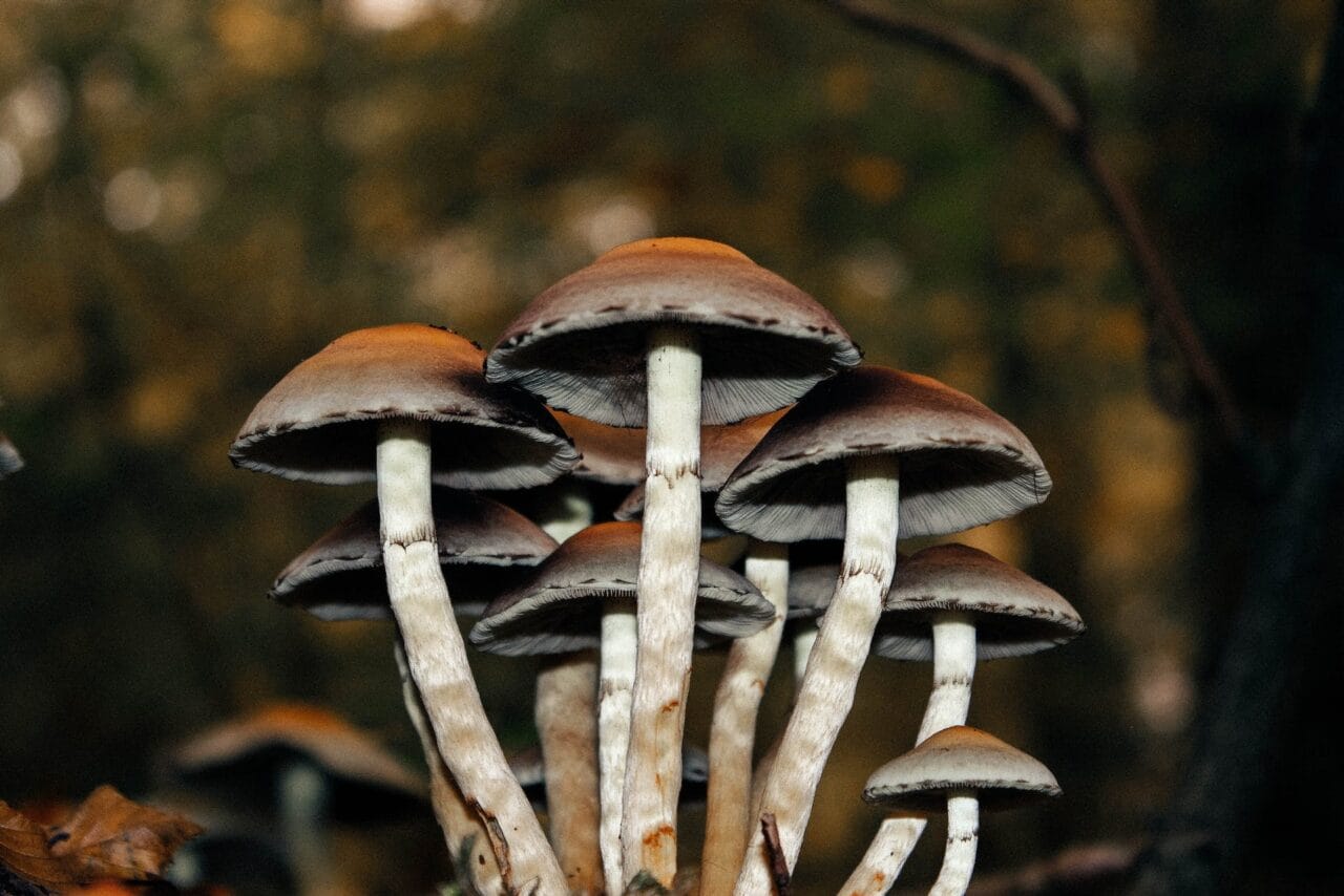 A Collection of Case Studies on Utilizing Microdose Mushrooms for Alleviating Chronic Pain