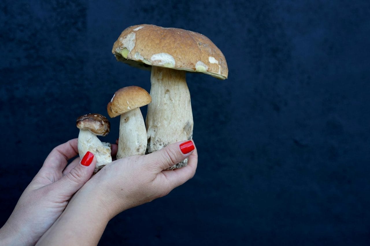 Five Exceptional Mushrooms Worth Trying In Your Local Area