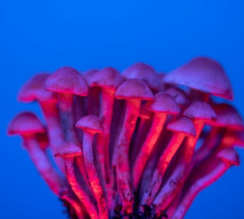 Shrooms Delivery in Canada | Shrooms Toronto Canada