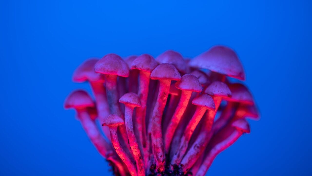 Delivery of Shrooms for Boosting Cognitive Abilities: Delving into the Advantages of Nootropics