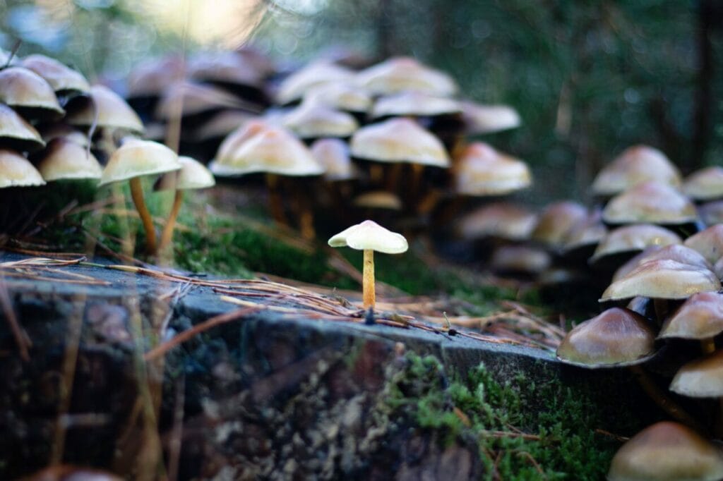 Shroom Delivery at Shrooms Toronto Canada