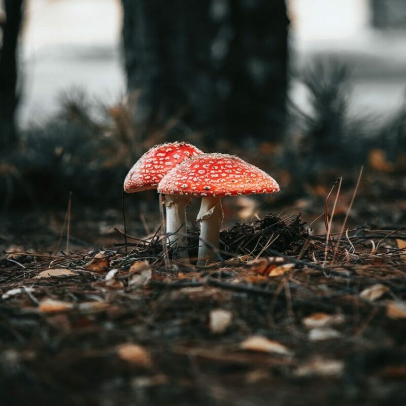 Shroom online delivery at Zoomies Canada | Shrooms Toronto Canada