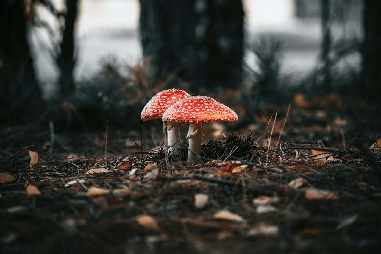 The Revolution of Psilocybin: Its Production, Investigation, and Future Path