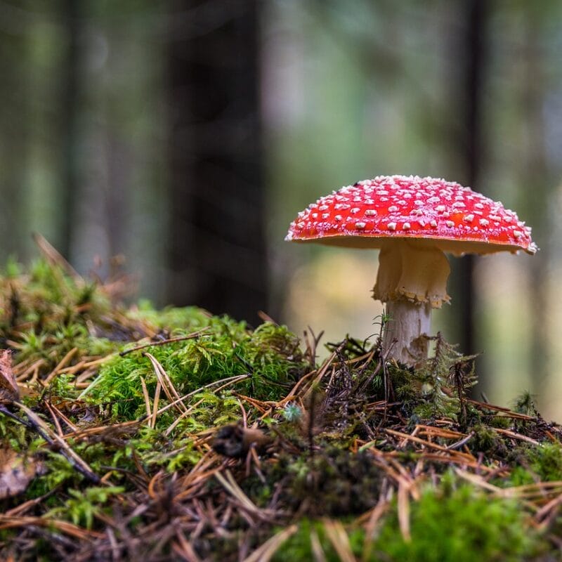 Shrooms Online in Canada | Shrooms Toronto Canada