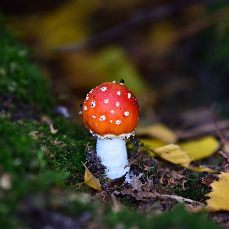 buy LSD online in Canada | Shrooms Toronto Canada
