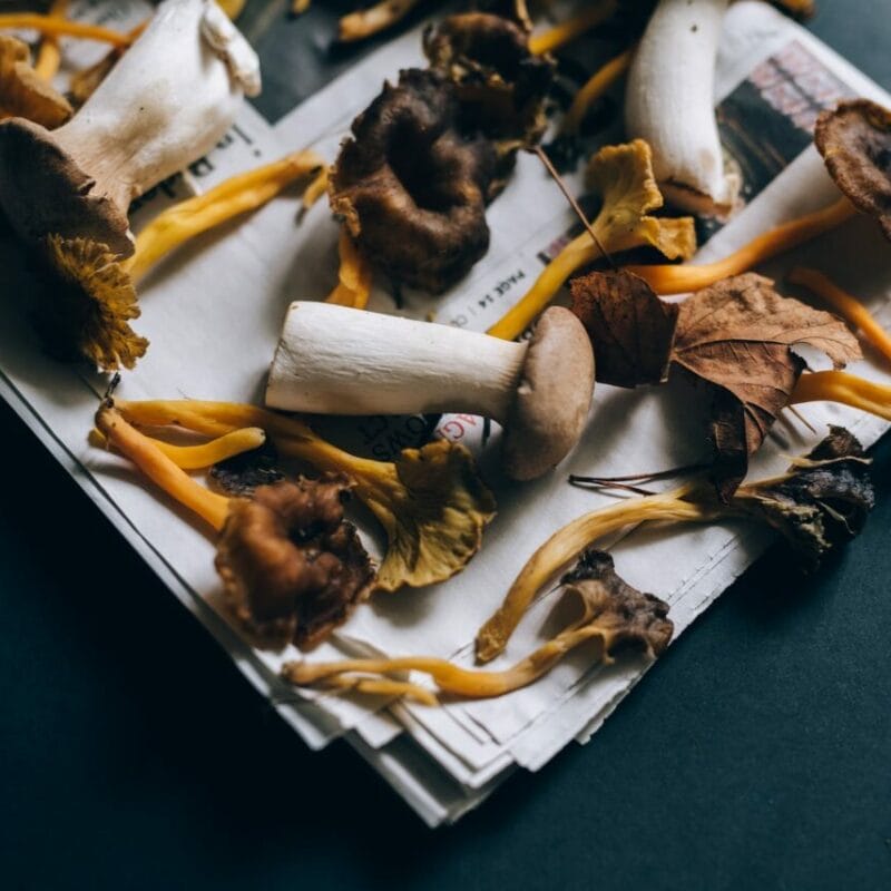 Mushroom chocolate at Zoomies Canada | Shrooms Toronto Canada