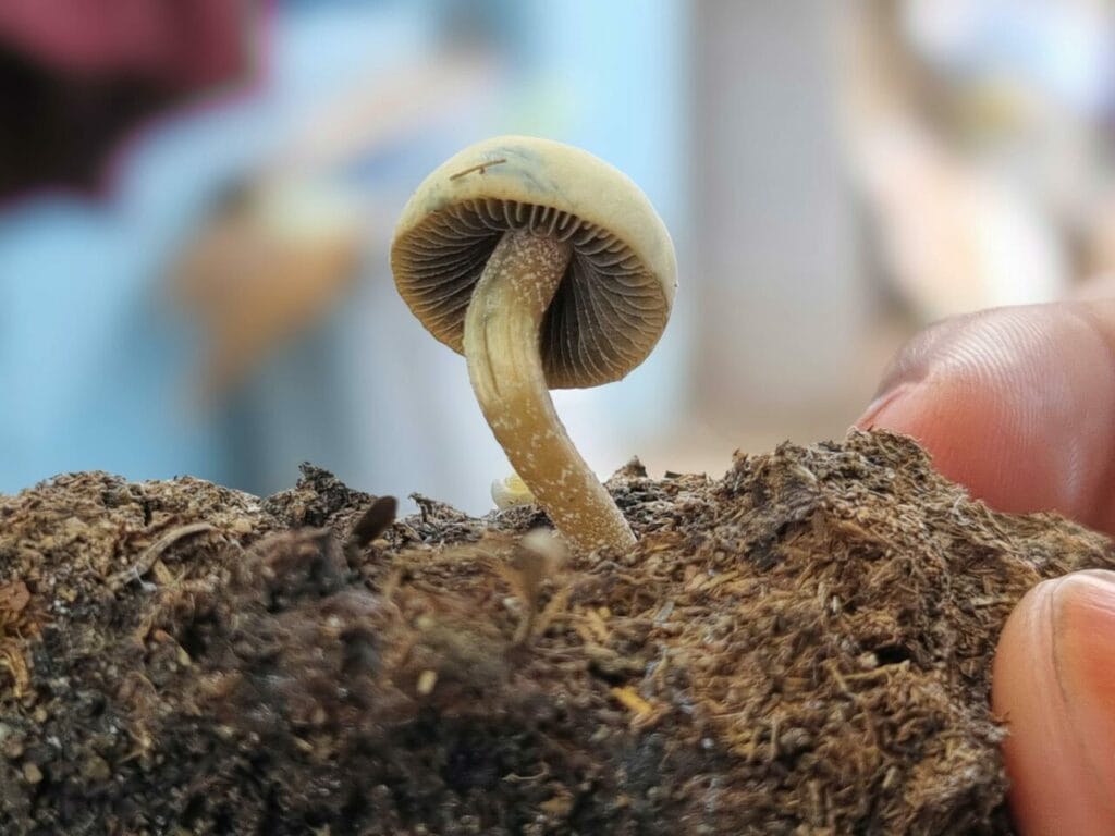 Athletes Utilizing Psychedelics for Healing Post Life-Altering Injuries Magic Mushroom Dispensary