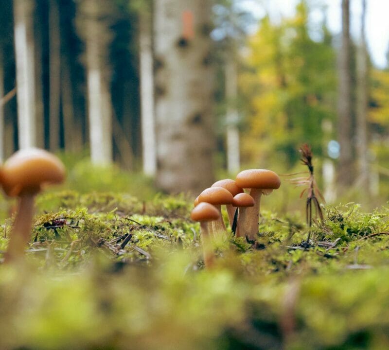 Magic Mushroom Dispensary | Shrooms Toronto Canada