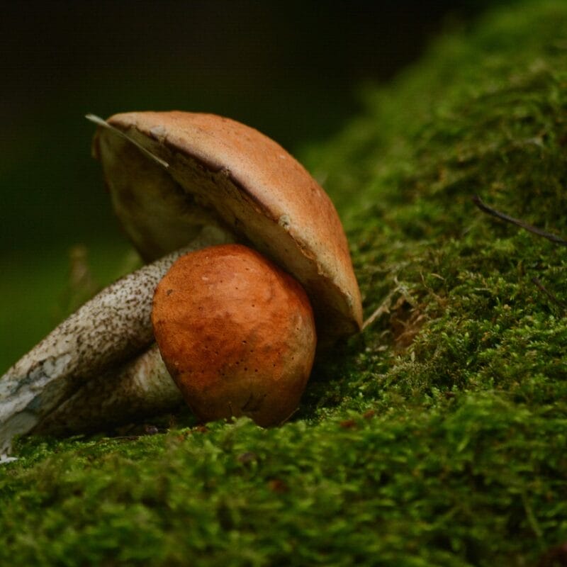 Mushroom Dispensary Vancouver | Shrooms Toronto Canada
