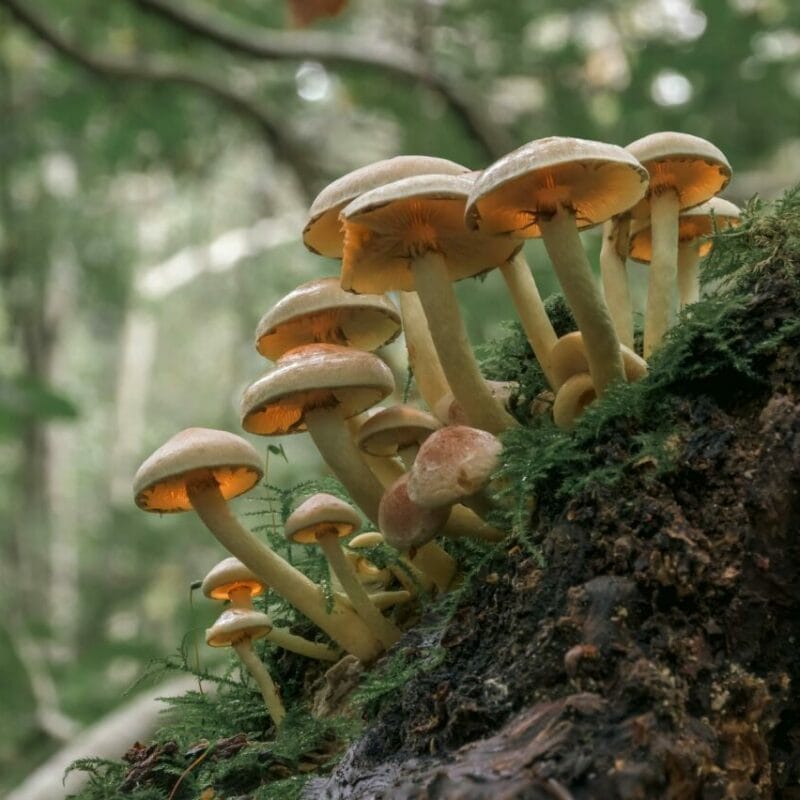 Shrooms online | Shrooms Toronto Canada