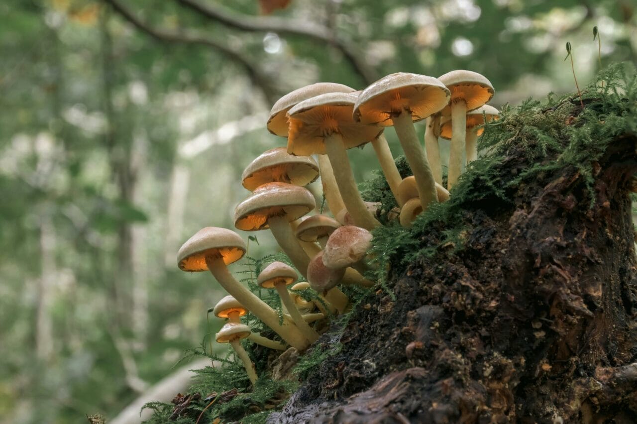 Magic Mushrooms’ Psilocybin Enhances Sexual Performance and Fulfillment