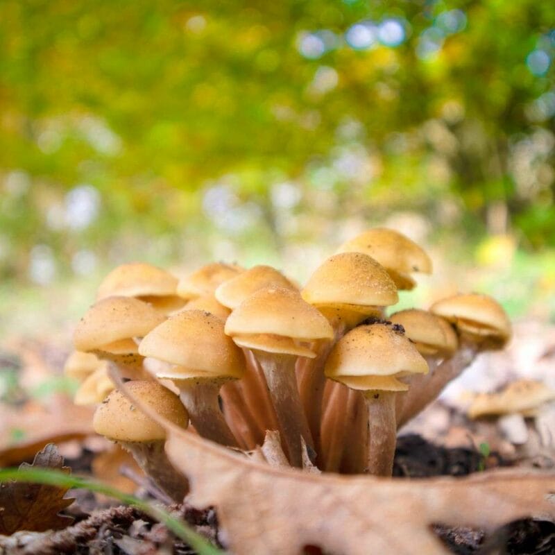 Shrooms Canada | Shrooms Toronto Canada