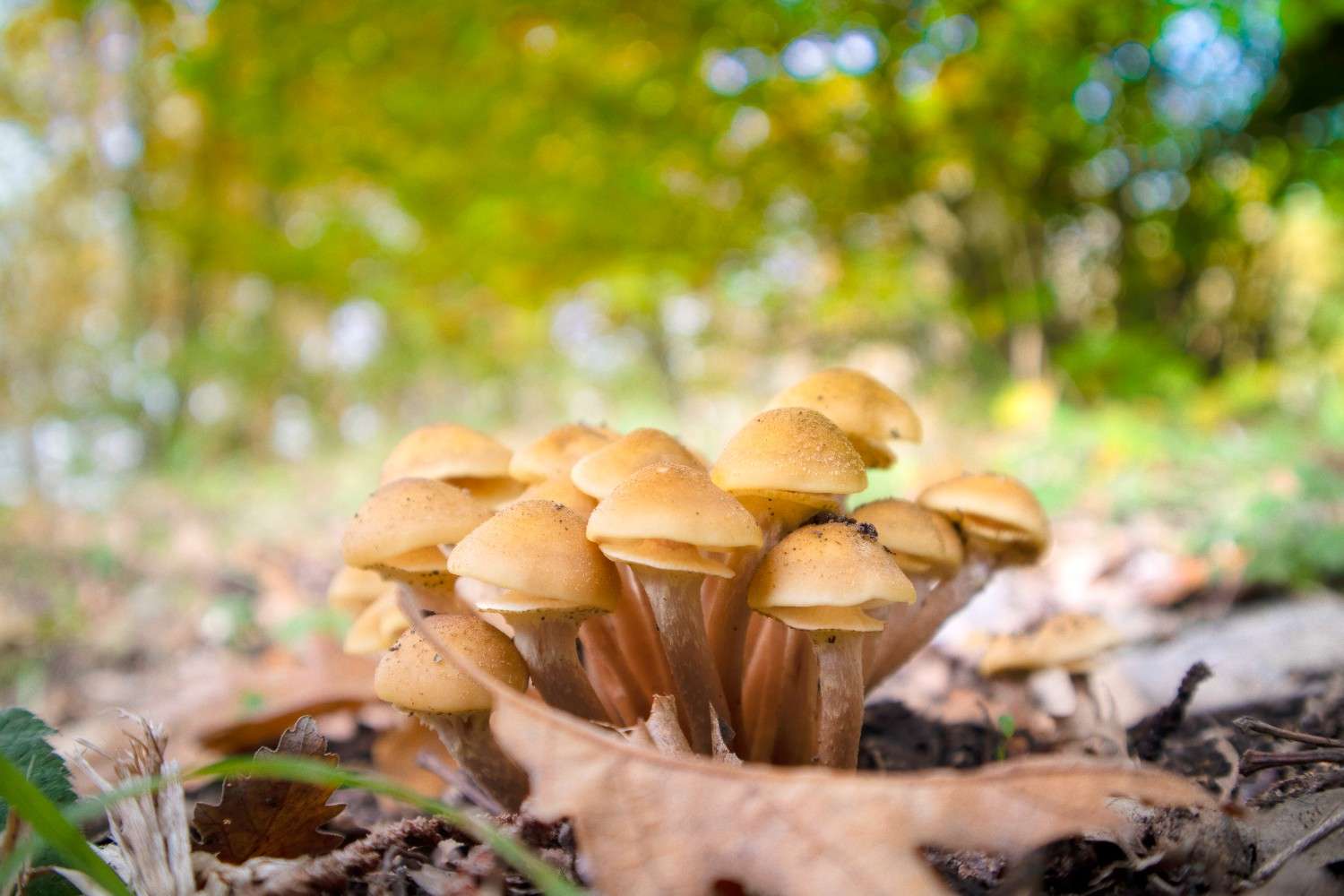 The Prevalence of Psilocybin Mushrooms Extends Beyond Canada – The Global Phenomenon of Microdosing