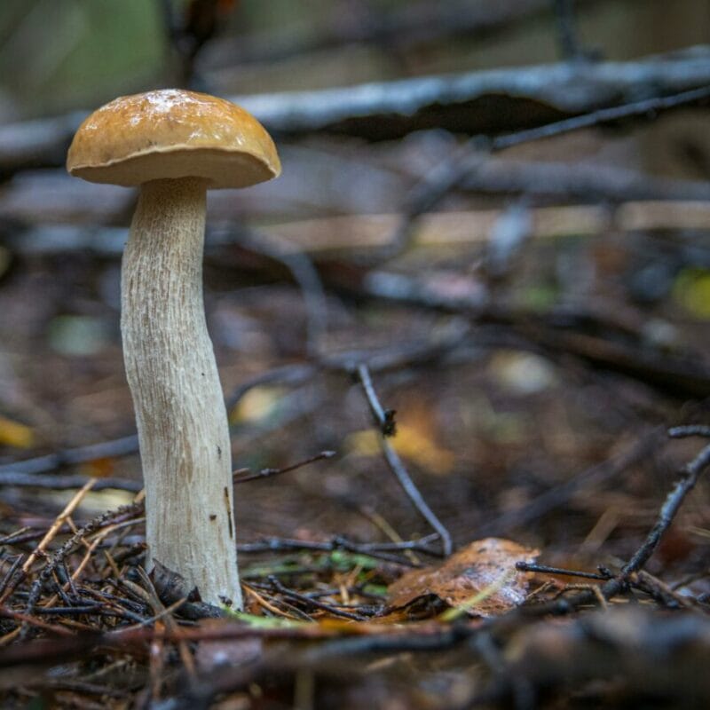 Shrooms online | Shrooms Toronto Canada