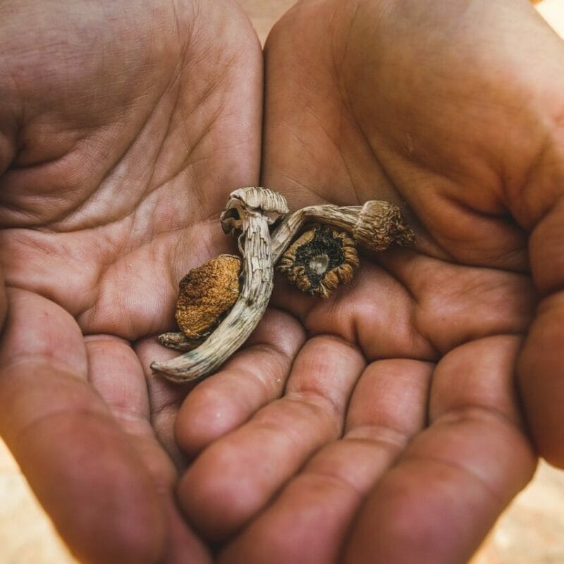dried shrooms | Shrooms Toronto Canada