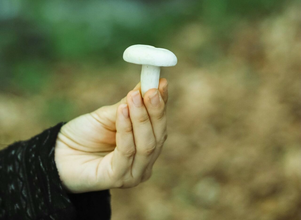 Discover Five Mushroom Categories Tailored to Every Psychedelic Enthusiast
