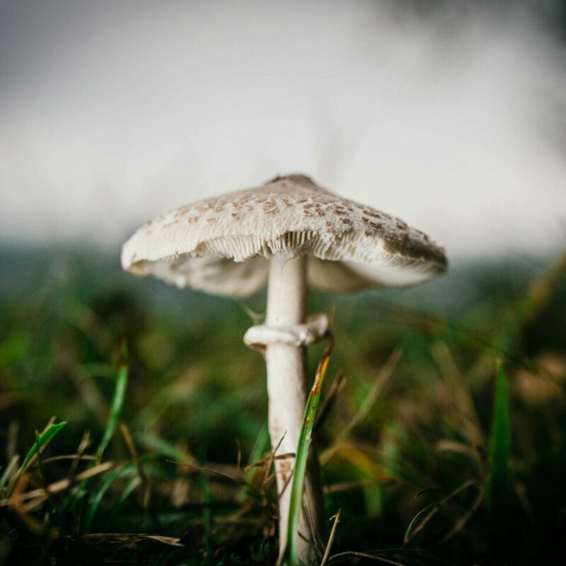 White Monster | Shrooms Toronto Canada