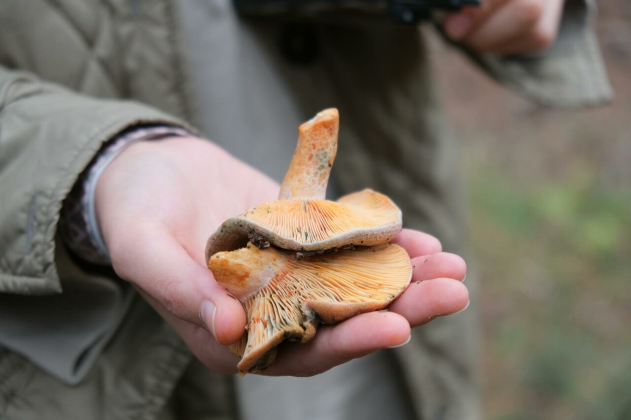 The Reasons Why Apex Strain Mushroom Will Forever Be a Part of My Self-Care Regimen