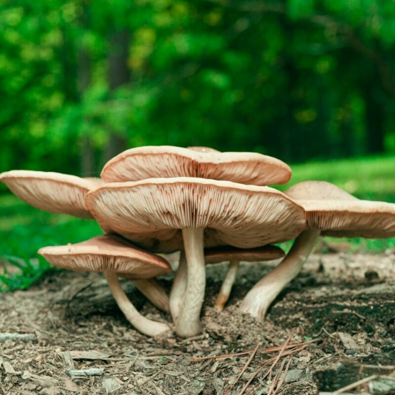 Big Daddy Mushroom | Shrooms Toronto Canada