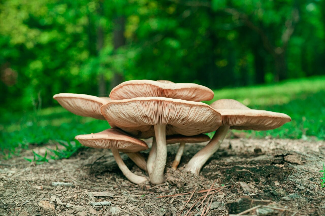 Experienced the Big Daddy Mushroom during a Hike—Undeniably a 10/10 Experience Worth Repeating