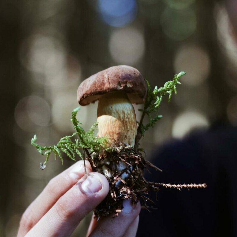 Buy Shrooms | Shrooms Toronto Canada